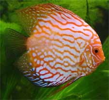 African and American Cichlids for Sale.  Breeding African Cichlids.  Red Texas, Gold, Jaguar, Malawi, Green Cichlids and much more. African Cichlid Information and Supplies.