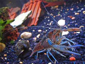 Pet Crayfish for Sale. Pet Crayfish Facts, Care, Raising. Fish Tank, Aquarium Cray Fish for Sale and Care. Pet Crayfish Care.