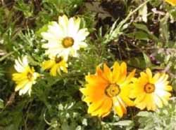 African Daisy Seed.  Find all your African Daisies Bulk Seed Mix, Purple, Red, White and more.  African Daisy Flower Information.