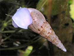 Trumpet Snails for Sale.  Malaysian Trumpet Snail Information and Sales.  Malasian Trumpet Snails reproduction and supplies.  Aquarium Snails for Sale.